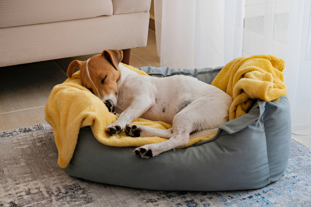 Comfortable Rest Spaces With Pet Beds