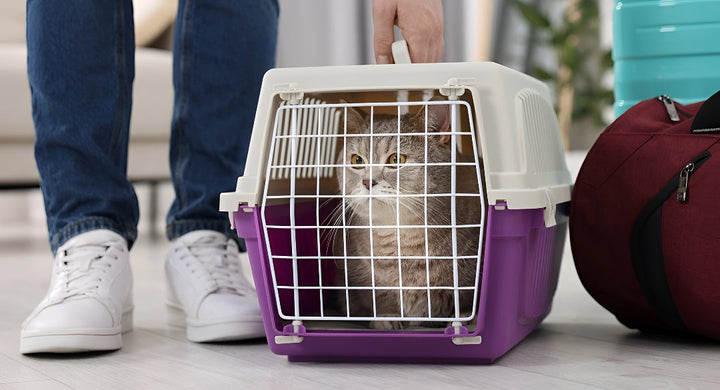 Choosing Perfect Pet Carrier For Travel